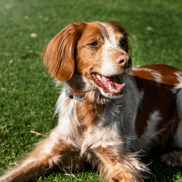 Pourquoi la mauvaise haleine chez les chiens peut cacher une maladie des gencives