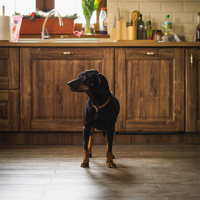 chien dans la cuisine